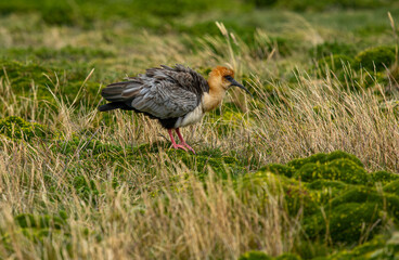Living in its natural habitat in rural Ecuador, Theristicus melanopis