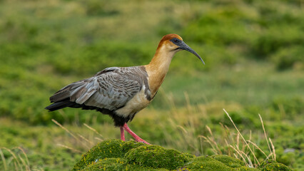 Living in its natural habitat in rural Ecuador, Theristicus melanopis