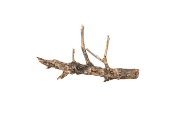 Dry tree twigs branches isolated on white background with clipping path.