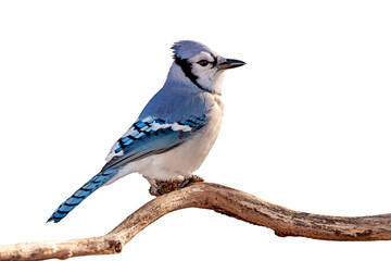 Bluejay Profiled on a Branch