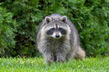 A Raccoon Stares at The Camera