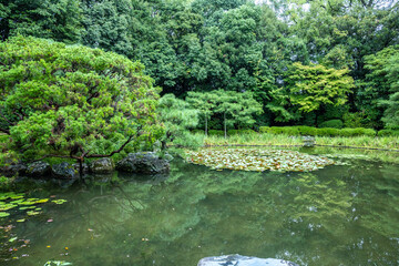 Lush green trees reflecting in a tranquil pond with water lilies