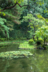 Lush pond with water lilies in japanese garden setting