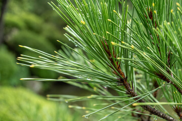 Close-up of pine needles holding raindrops after a summer rain