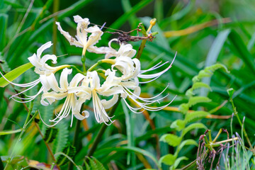 White Lycoris Radiata Amid Green Foliage