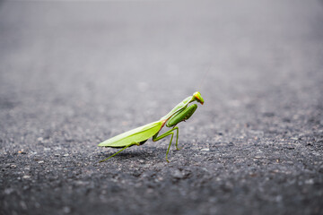 Close up of praying mantis on the asphalt in Huangshan, China