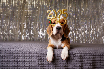 Happy New Year 2025 and Merry Christmas. A beagle dog in carnival glasses with the numbers of the...