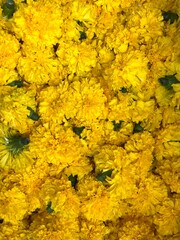 Close-Up of Vibrant Marigold Flowers: Bright and Fresh Blooms
