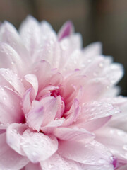 Pink Dahlia