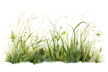 A patch of tall, untamed grass with delicate seed heads and vibrant green stems, isolated on a white background.