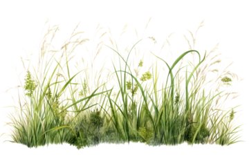 A patch of tall, untamed grass with delicate seed heads and vibrant green stems, isolated on a white background.