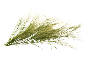 Fototapeta premium A detailed view of wild grass featuring fine, wispy blades and natural imperfections, isolated on a plain white background