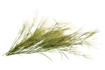 A detailed view of wild grass featuring fine, wispy blades and natural imperfections, isolated on a plain white background