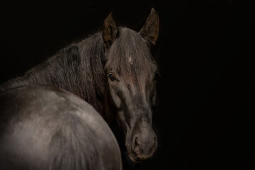 Black shot portrait of a young black kabardinian horse