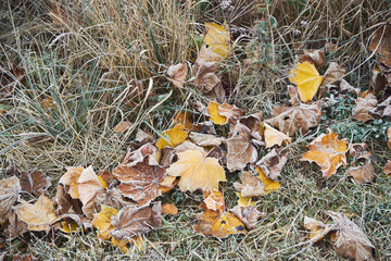 liście,jesień, przymrozek 