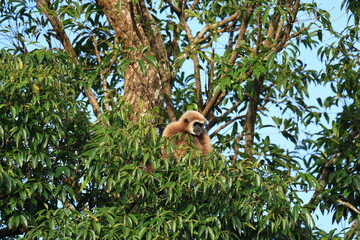 
The lar gibbon is living in Kaeng Krachan National Park, Phetchaburi Province, Thailand
