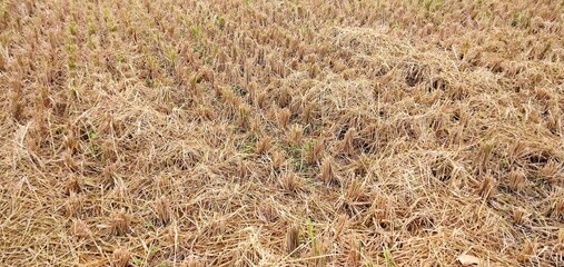 The condition of the rice fields after harvest, the remaining rice stalks begin to dry out