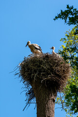 Stork nest with two young storks at Oranjewoud forest, Friesland,  The Netherlands