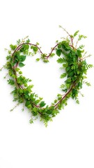 A heart shaped arrangement of green foliage against a clean white background, heart, love