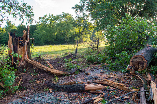 Tree removal required for travel