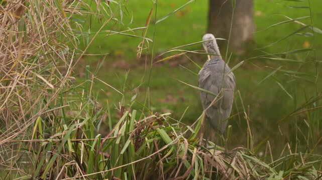 vid&eacute;o en plan fixe d'un joli h&eacute;ron cendr&eacute; sauvage juch&eacute; sur son amat de v&eacute;g&eacute;taux, faisant sa toilette paisiblement film&eacute; d'aaez pr&egrave;s pour appr&eacute;cier les d&eacute;tails du plumage