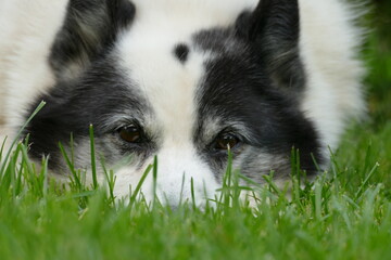Russian-European Laika lying in green grass