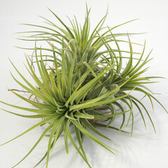エアプランツ｜チランジア・イオナンタ クランプ／Tillandsia Ionantha Clump