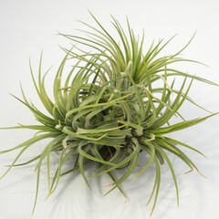 エアプランツ｜チランジア・イオナンタ クランプ／Tillandsia Ionantha Clump