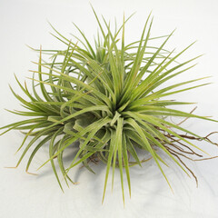 エアプランツ｜チランジア・イオナンタ クランプ／Tillandsia Ionantha Clump