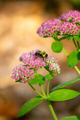 Obraz premium Bee on Flower