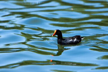 morheen on the water
