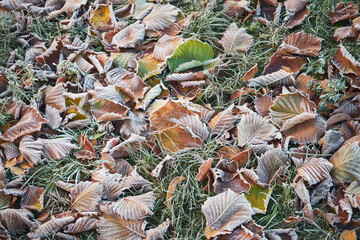 liście,jesień, przymrozek 