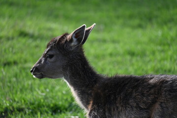 wild deer animal on a green meadow