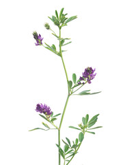 Alfalfa plant with purple flowers isolated on white, Medicago sativa