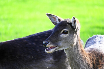 wild deer animal on a green meadow