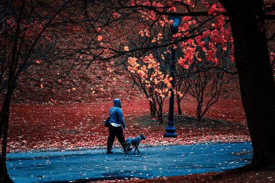 persona paseando perro