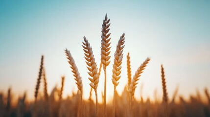 Serene Wheat Fields Under Warm Afternoon Light