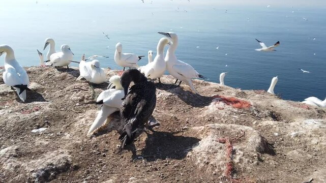 Albatrosse auf Helgoland