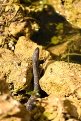 COTTONMOUTH SNAKE - EVERGLADES