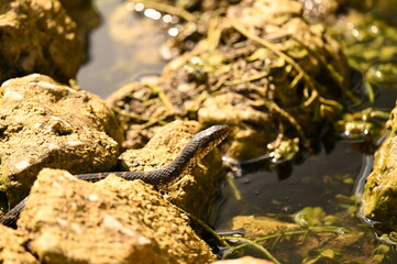 COTTONMOUTH SNAKE - EVERGLADES