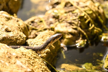 COTTONMOUTH SNAKE - EVERGLADES