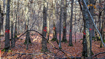 Fototapety na wymiar - Fototapeta24.pl