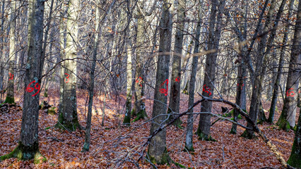 Fototapety na wymiar - Fototapeta24.pl