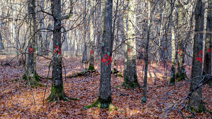 Fototapety na wymiar - Fototapeta24.pl