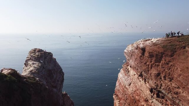 Albatrosse auf Helgoland