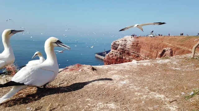 Albatrosse auf Helgoland