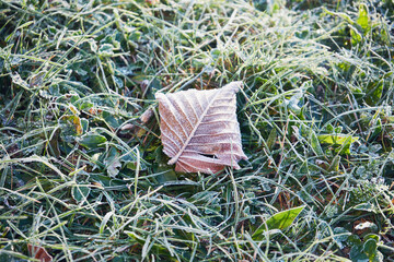 liść,jesień,przymrozek 