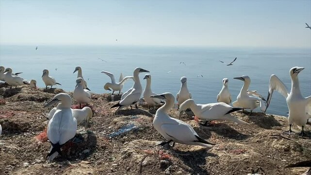 Albatrosse auf Helgoland
