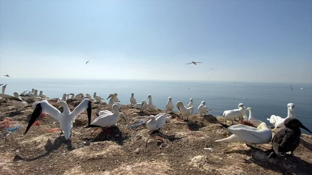 Albatrosse auf Helgoland