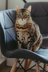 Golden spotted bengal cat